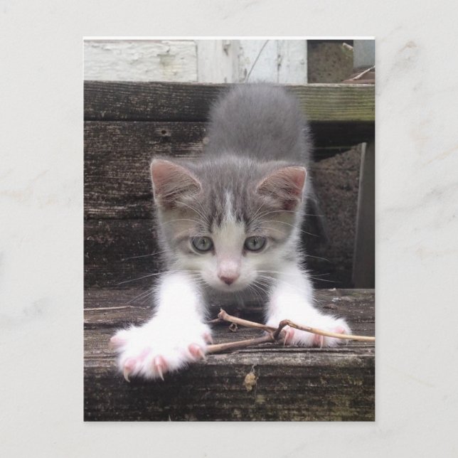 Playful Cute Kitten Postkarte (Vorderseite)