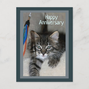 Playful Kitten Kimber Anniversary Postcard Postkarte