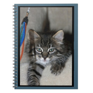 Playful Kitten Kimber Notebook Notizblock