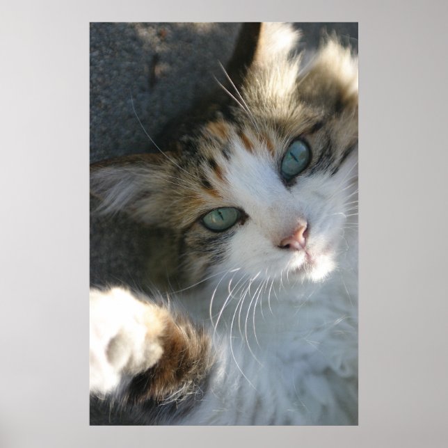 Playful Kitty Poster (Vorne)