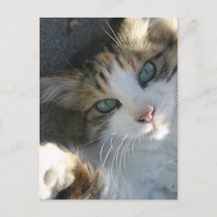 Playful Kitty Postkarte