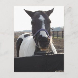 Playful Pinto Paint Horse Postkarte