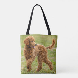 Playful Red Poodle Puppy Dog