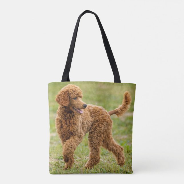 Playful Red Poodle Puppy Dog (Rückseite)