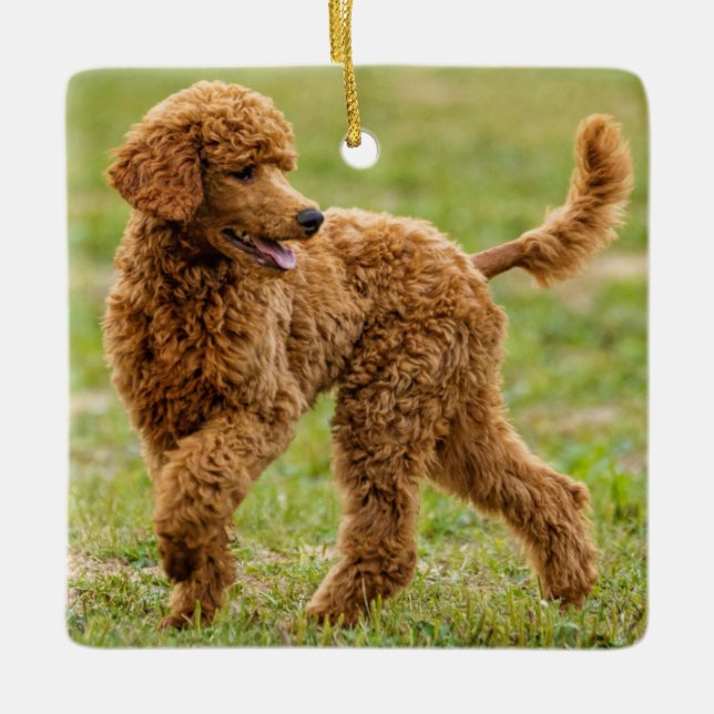 Playful Red Poodle Puppy Dog Keramikornament (Vorderseite)