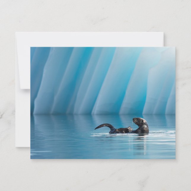 Playful Sea Otter (Vorderseite)