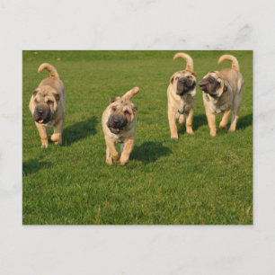 Playful Shar Pei Welppies Postkarte