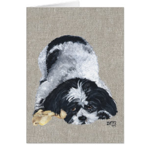 Playful Shih Tzu