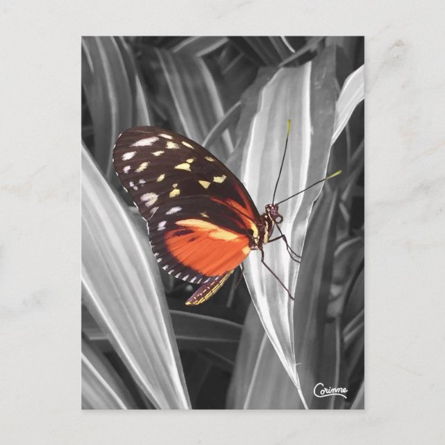 Pleasantville Butterfly - Postkarte (Vorderseite)