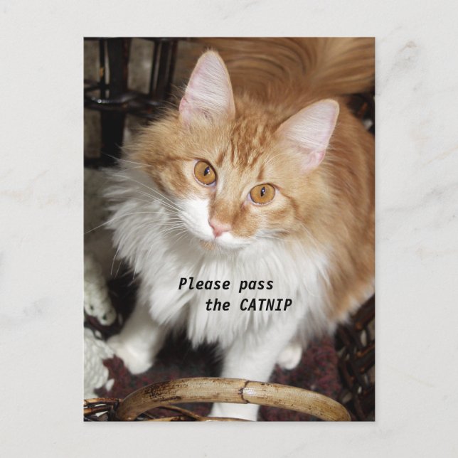 Please Pass the Catnip Cat Postcard Postkarte (Vorderseite)