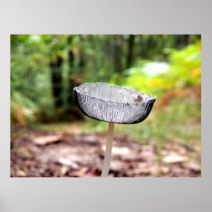 Pleed Inkcap Pilz Poster