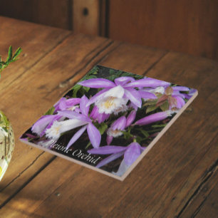 Pleione Fensterbank-Orchideen Blumen Fliese