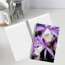 Pleione Windows Orchids Floral