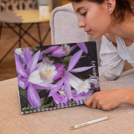 Pleione Windows Orchids Floral Planer