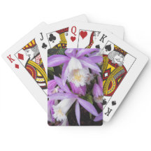 Pleione Windows Orchids Floral