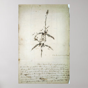 Plesiosaurus dolichodeirus poster