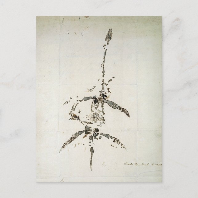 Plesiosaurus dolichodeirus postkarte (Vorderseite)