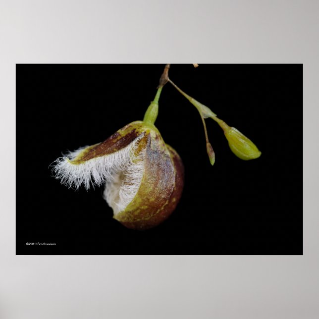 Pleurothallis Cypripedioides Poster (Vorne)