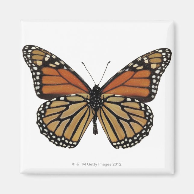 Plexippus Danaus Butterfly Magnet (Vorne)