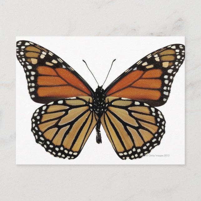 Plexippus Danaus Butterfly Postkarte (Vorderseite)
