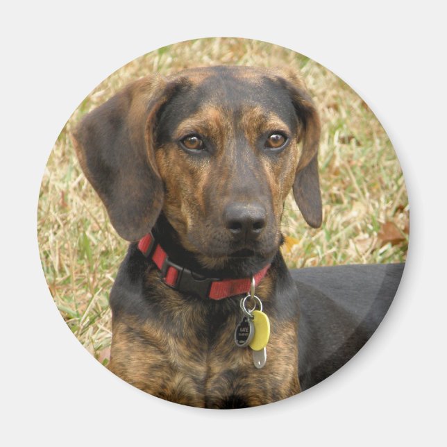 Plott Hound Magnet (Vorne)