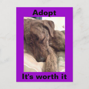 Plott Hound Postkarte