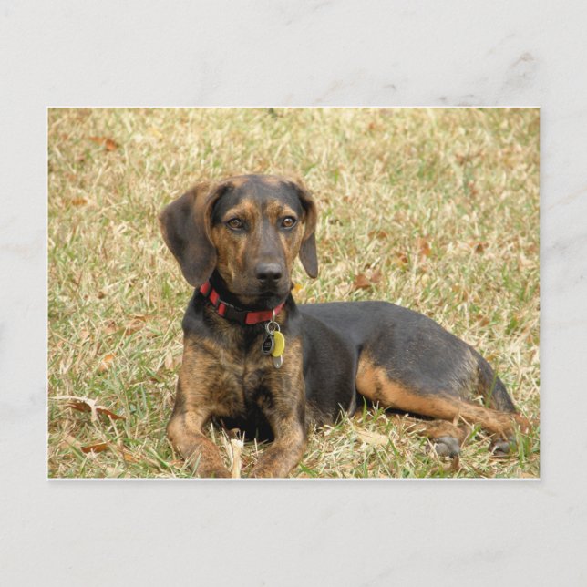 Plott Hound Postkarte (Vorderseite)