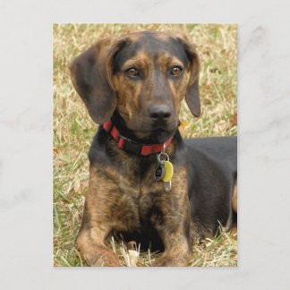 Plott Hound Postkarte