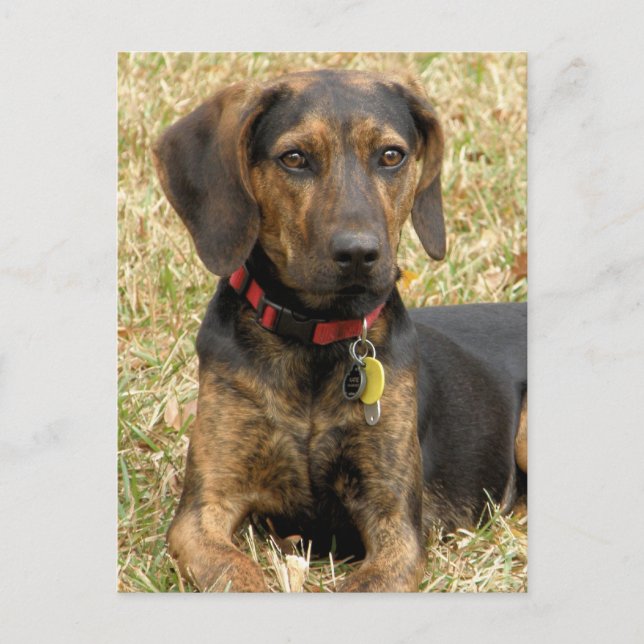 Plott Hound Postkarte (Vorderseite)