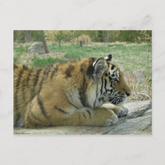 Plotting Kitty Wickedness! Postkarte