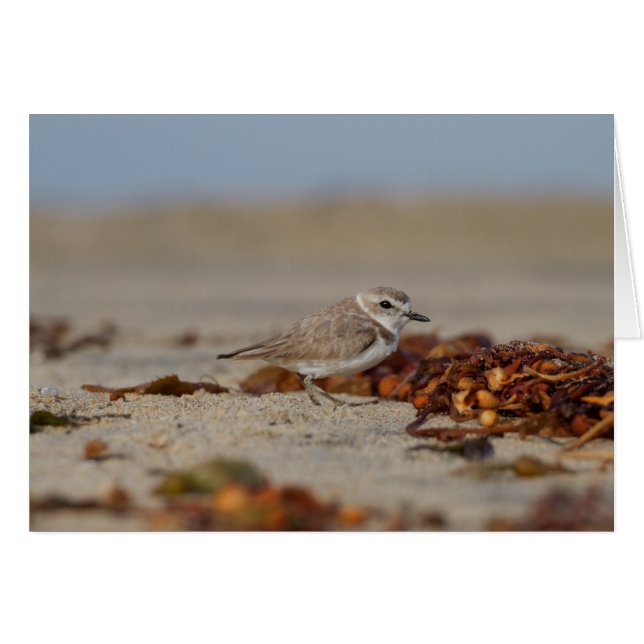 Plover und Algen (Vorderseite (Horizontal))