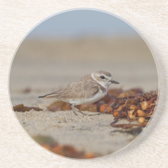 Plover und Algen Getränkeuntersetzer (Vorne)