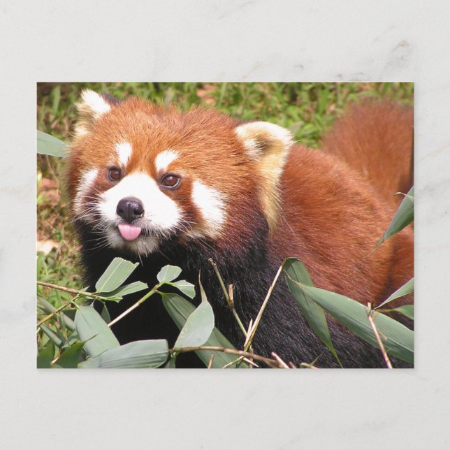 Plucky Red Panda isst Bamboo, macht ein sonniges G Postkarte (Vorderseite)