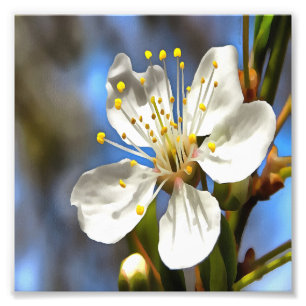 Plum Blossom Botanische Kunst Fotodruck
