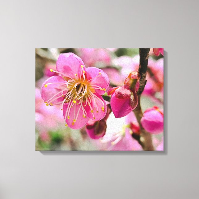 Plum Blossom Close-Up Leinwanddruck (Vorderseite)