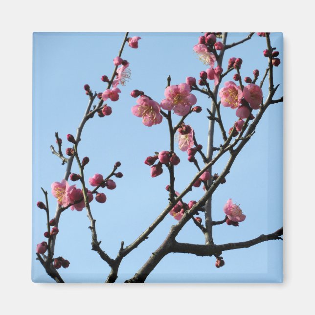 Plum Blossom: Japan Magnet (Vorne)