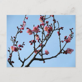 Plum Blossom: Japan Postkarte