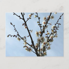 Plum Blossom: Tokio Postkarte