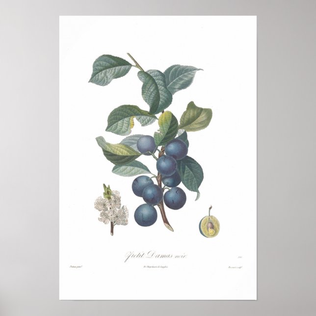 Plum, Petit Damas noir Poster (Vorne)