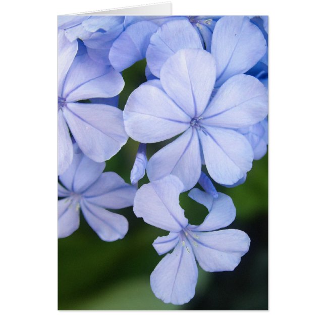 Plumbago (Vorne)