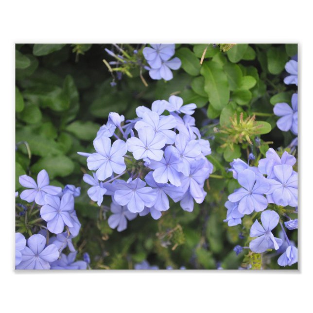 Plumbago aus Kauai Fotodruck (Vorne)