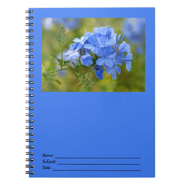 Plumbago - blaues Sommer-Blumen-Bild Notizblock (Vorderseite)