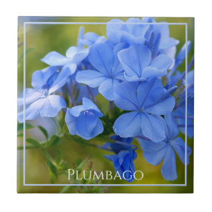 Plumbago - Blue Summer Blume Naturefotografie Fliese