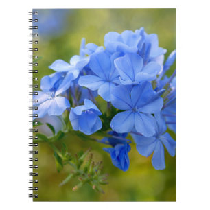 Plumbago - Blue Summer Blume Picture Notizblock