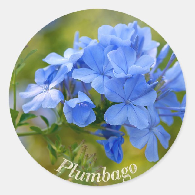Plumbago - Blue Summer Blume Picture Runder Aufkleber (Vorderseite)