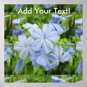 Plumbago Blume Blue Poster