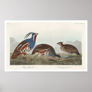 Plumed Partridge und dick-beinige Partridge Poster