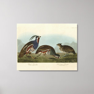 Plumed & Thick-Leged Partridges - Audubons Vögel Leinwanddruck