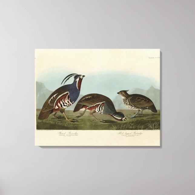 Plumed & Thick-Leged Partridges - Audubons Vögel Leinwanddruck (Vorderseite)