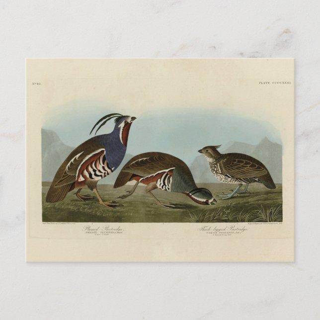 Plumed & Thick-Leged Partridges - Audubons Vögel Postkarte (Vorderseite)